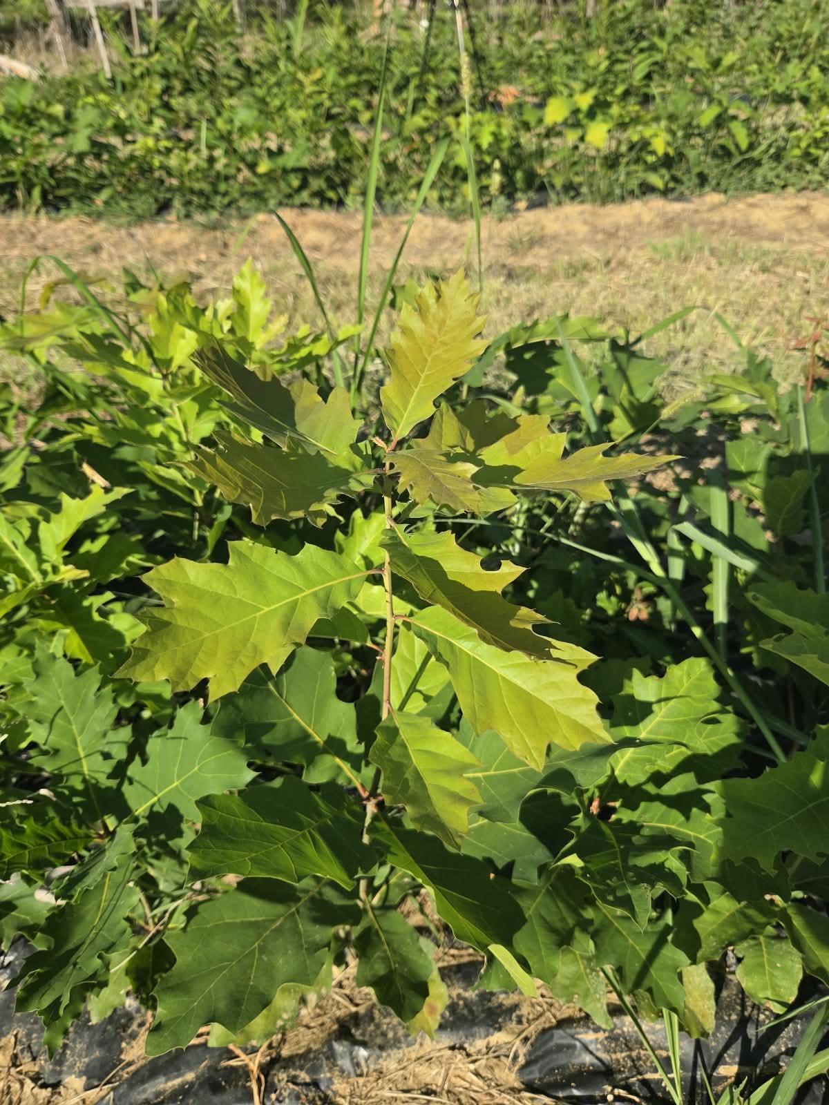 Crvenolisni hrast, 40-60cm | Crveni hrast golog korjena 1.jpeg